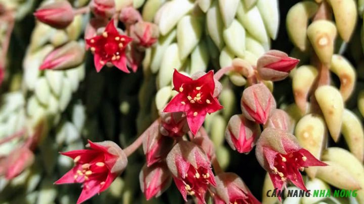 Hoa sen đá chuỗi ngọc có màu đỏ ở phần ngọn rủ xuống