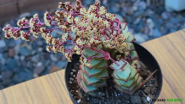 Cây sen đá crassula perforata ra hoa chùm ở ngọn và có màu vàng nhạt