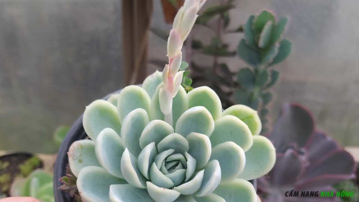 Sen đá Echeveria elegans ra hoa