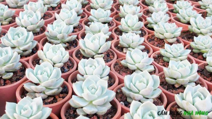 Sen đá hoa hồng trắng còn non chưa ra hoa