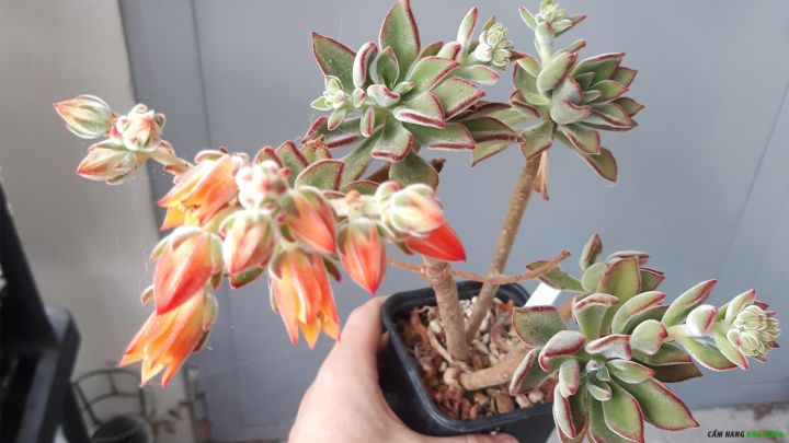 Cây sen đá viền đỏ ra hoa chùm màu cam
