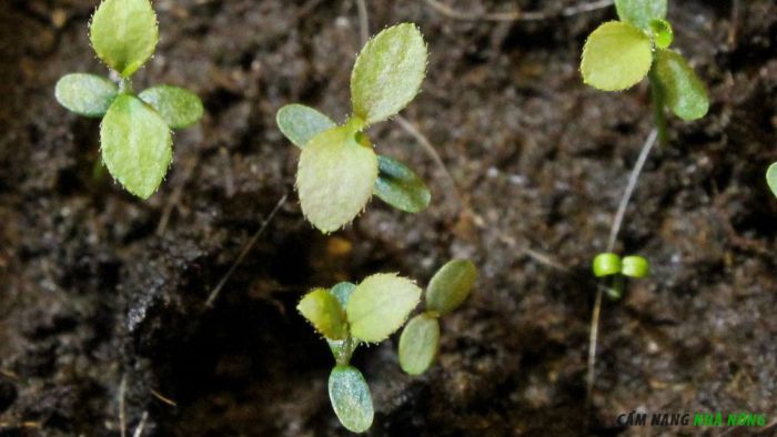 Cây việt quất non cao 5cm có thể trồng qua chậu lớn