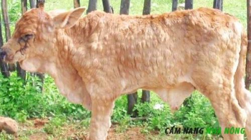 Biểu hiện viêm da sần ở bò