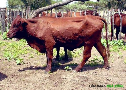 Biểu hiện lâm sàn bệnh viêm da sần ở bò
