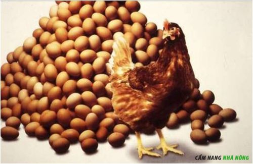 Cách tăng sản lượng trứng gà