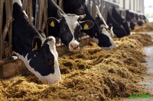 Chế độ dinh dưỡng cho bò sinh sản