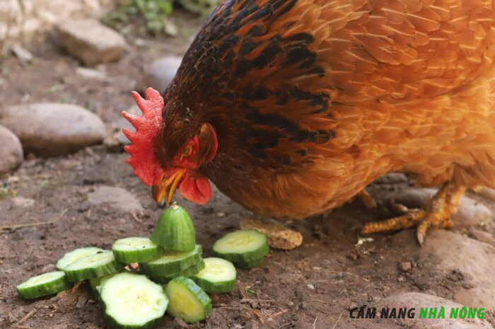 Cho gà ăn dưa chuột vào mùa hè để giải nhiệt