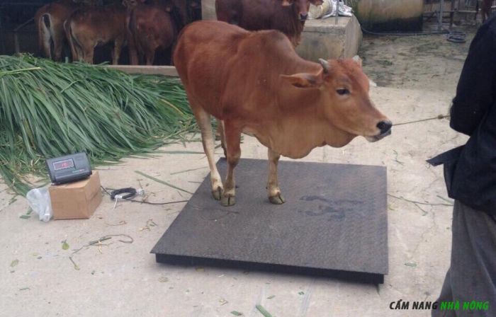 Dùng cân điện tử xác định trọng lượng hơi của bò