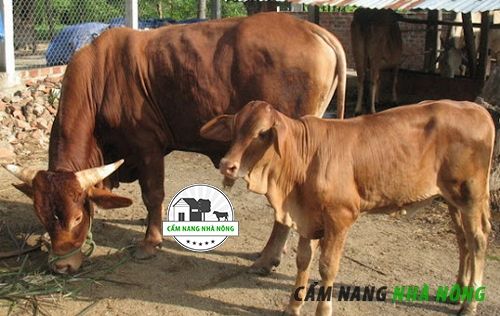 Mô hình chăn nuôi bò sinh sản hiệu quả
