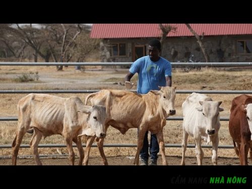 Nhân lực chăn nuôi bò vỗ béo