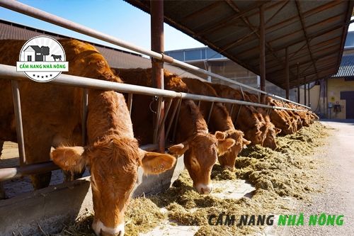 Phương thức chăn nuôi bò vỗ béo hiệu quả