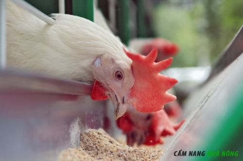 Sử dụng thức ăn ủ chua cho gà