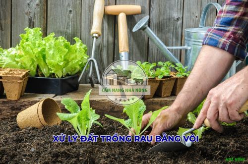 Sử dụng vôi giúp tăng độ pH cho đất chua