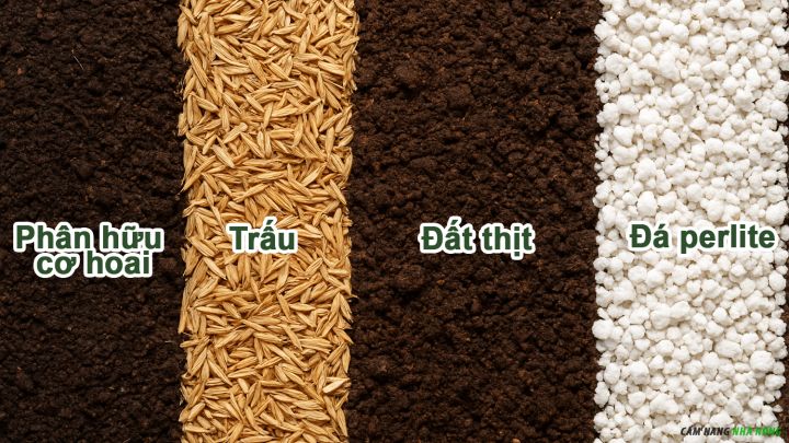 Trộn đất trồng thoát nước tốt cho cây trồng chậu