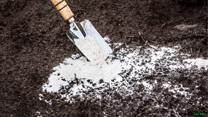 Xử lý đất trồng bằng vôi nông nghiệp