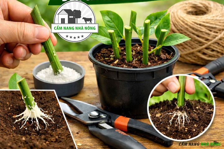 Sử dụng cành từ cây mẹ để nhân giống thành cây mới