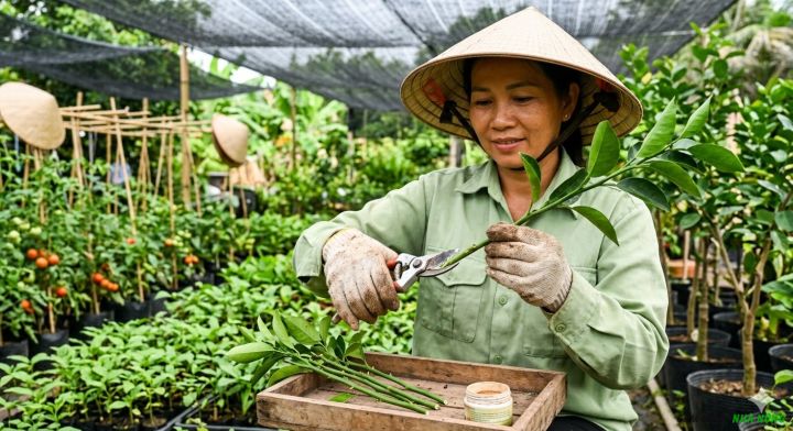 Thao tác cắt vát 45 độ dưới mắt ngủ cành giâm