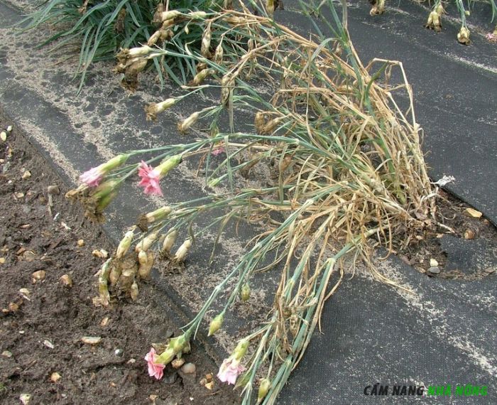 Bệnh héo rủ Fusarium ở hoa cẩm chướng