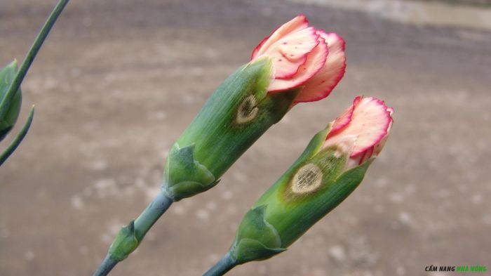 Bệnh mốc xám trên hoa cẩm chướng
