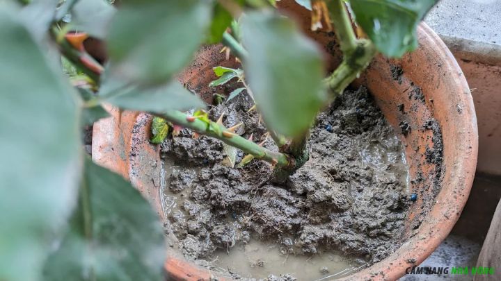 Cây hoa hồng trồng chậu bị úng do chậu và đất trồng thoát nước kém 