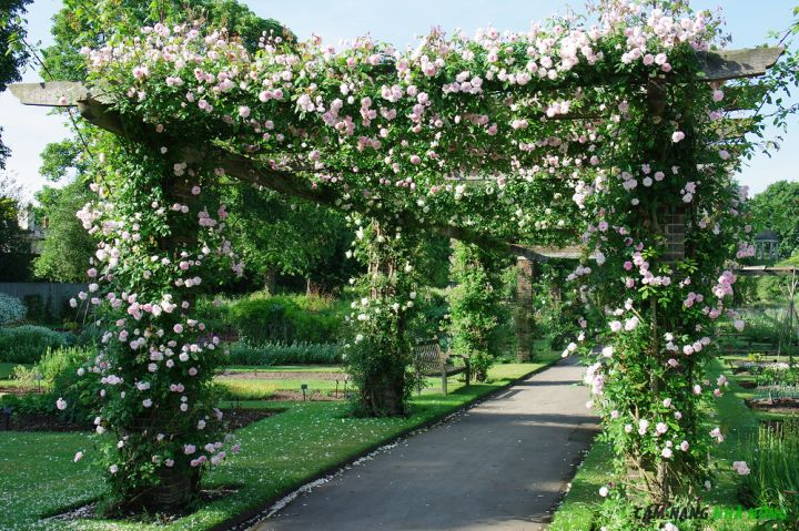 Giàn leo pergola cho hoa hồng tạo bóng mát cho lối đi