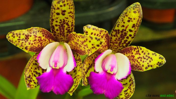 Hoa lan Cattleya ra hoa quanh năm ở khí hậu nhiệt đới