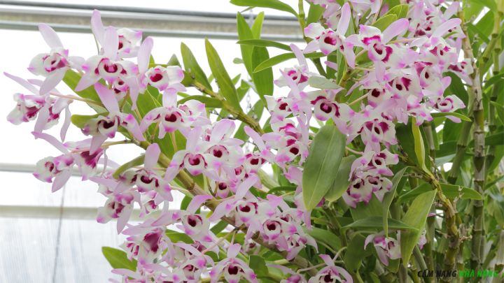 Dòng lan Dendrobium nobile có thể ra hoa quanh năm