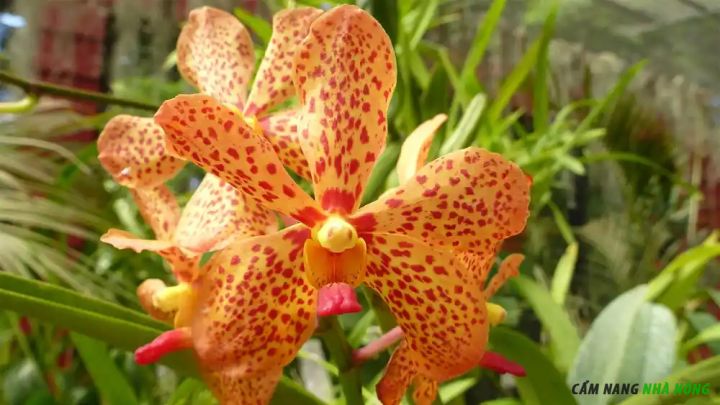 Hoa lan Mokara nở hoa liên tục trong điều kiện khí hậu nóng ẩm
