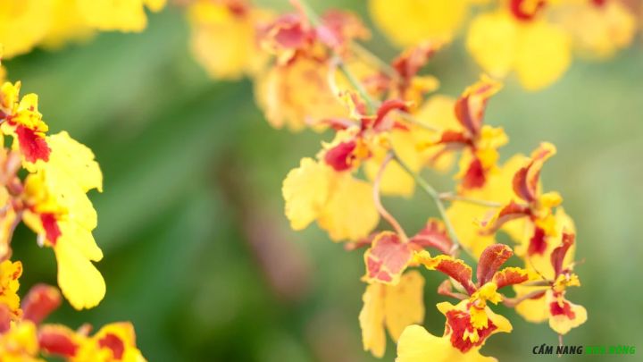 Hoa lan vũ nữ chăm sóc tốt ra hoa quanh năm