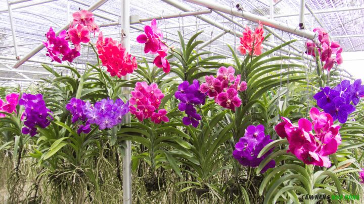 Sử dụng lưới che nắng 50% để hoa lan Vanda nở hoa quanh năm