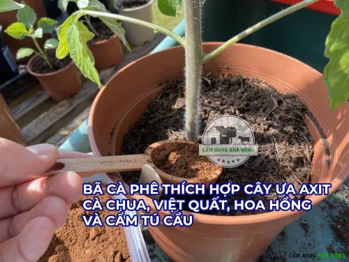 Bã cà phê thích hợp bón cho cây ưa axit như cà chua