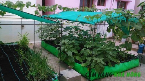 Bảo dưỡng vườn rau sân thượng