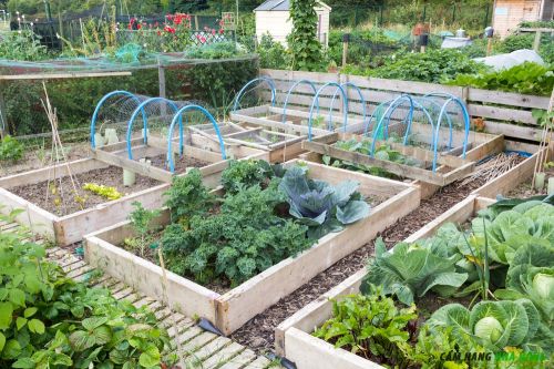 Cách tăng năng suất cho vườn rau