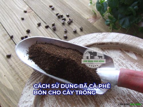 Chuẩn bị bã cà phê