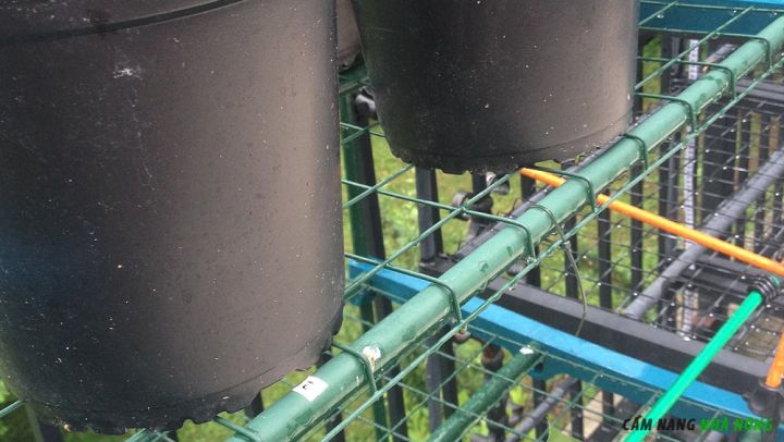 Đặt chậu lên giàn để đáy chậu thoát nước hiệu quả