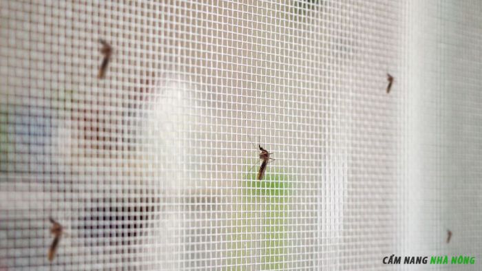 Sử dụng lưới chắn côn trùng ngăn muỗi cho gia súc
