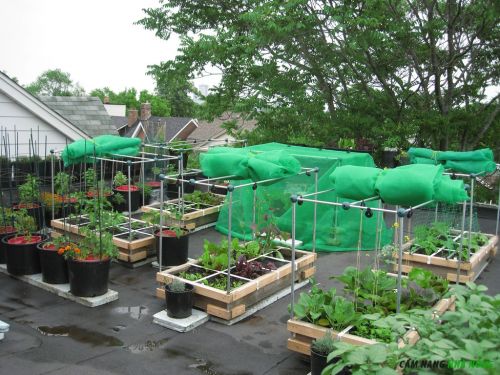 Mẹo trồng rau trên sân thượng