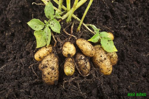 Hướng dẫn trồng khoai tây