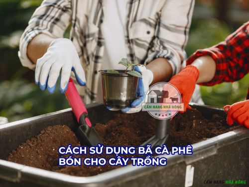 Ủ bã cà phê với phân hữu cơ