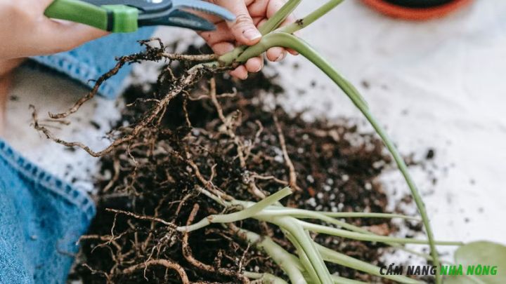 Kiểm tra tình trạng của rễ cây bị ngập úng