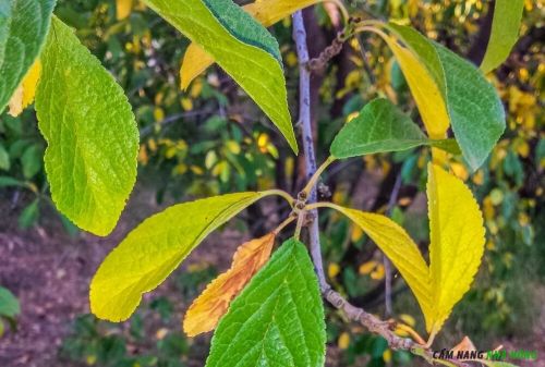 Bạn có nhận thấy lá vàng trên cây ăn quả của bạn không?