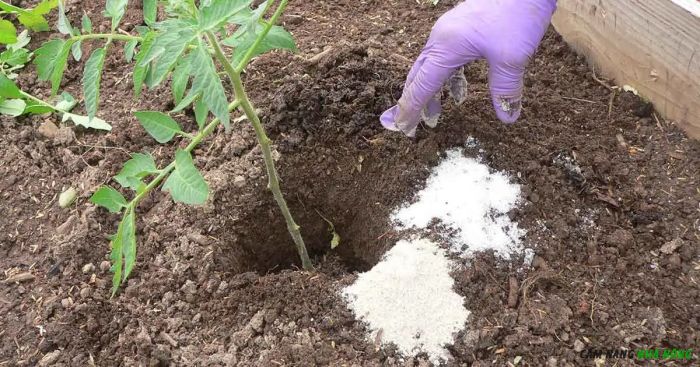 Muối Epsom hạn chế sốc khi cấy cây ra vườn hoặc thay chậu