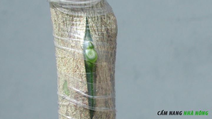 Ghép cành cho cây có múi bằng kỹ thuật ghép chồi