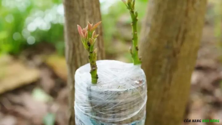 Hình ảnh ghép vỏ cho cây ăn quả