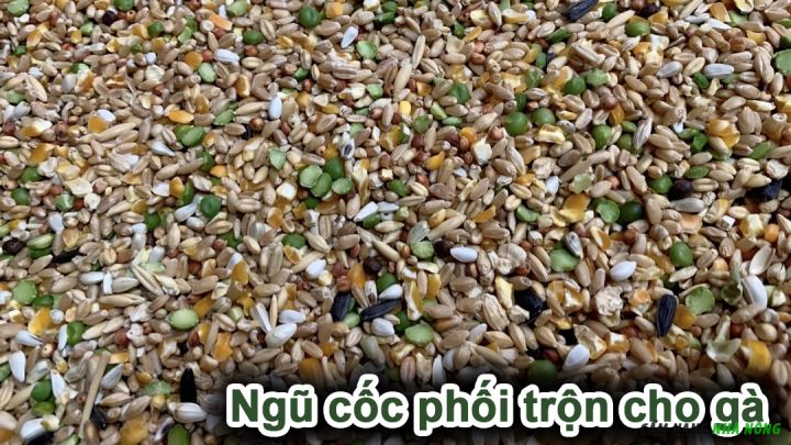 Phối trộn các loại ngũ cốc làm thức ăn cho gà đá