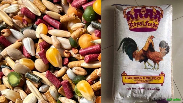 Sản phẩm ngũ cốc cho gà đá Royal Feeds