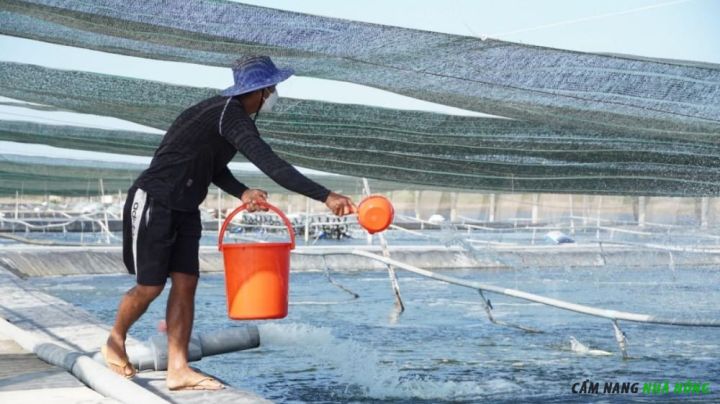 Bổ sung men vi sinh cho tôm