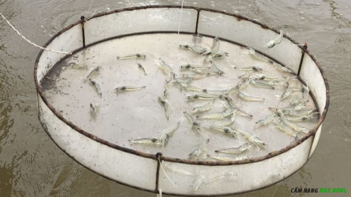 Sử dụng sàn cho tôm ăn 