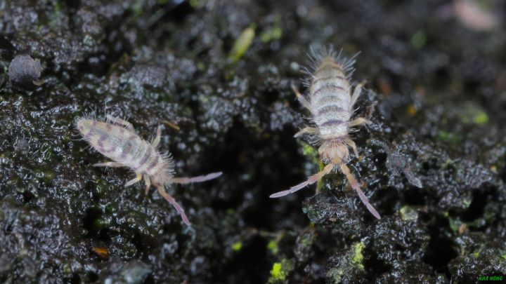 Springtails (bọ đuôi bật) trong phân ủ