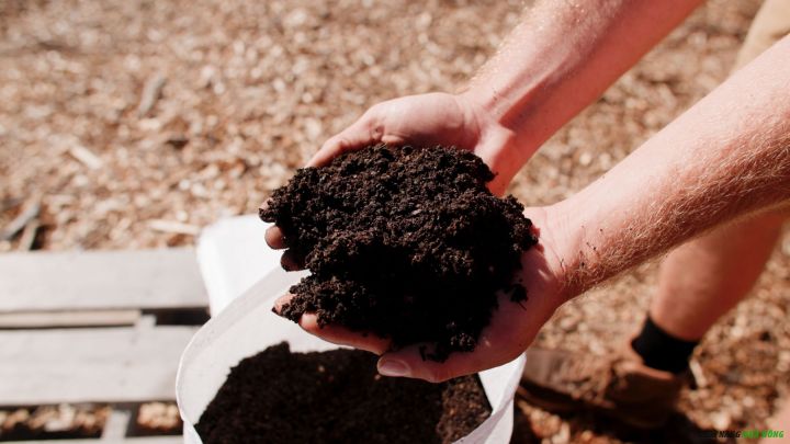 Chuẩn bị phân trùn quế sạch, ủ kỹ